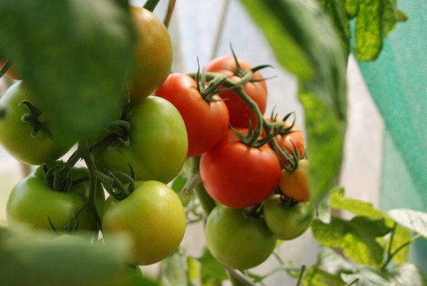 آموزش کاشت گوجه فرنگی گلخانه ای