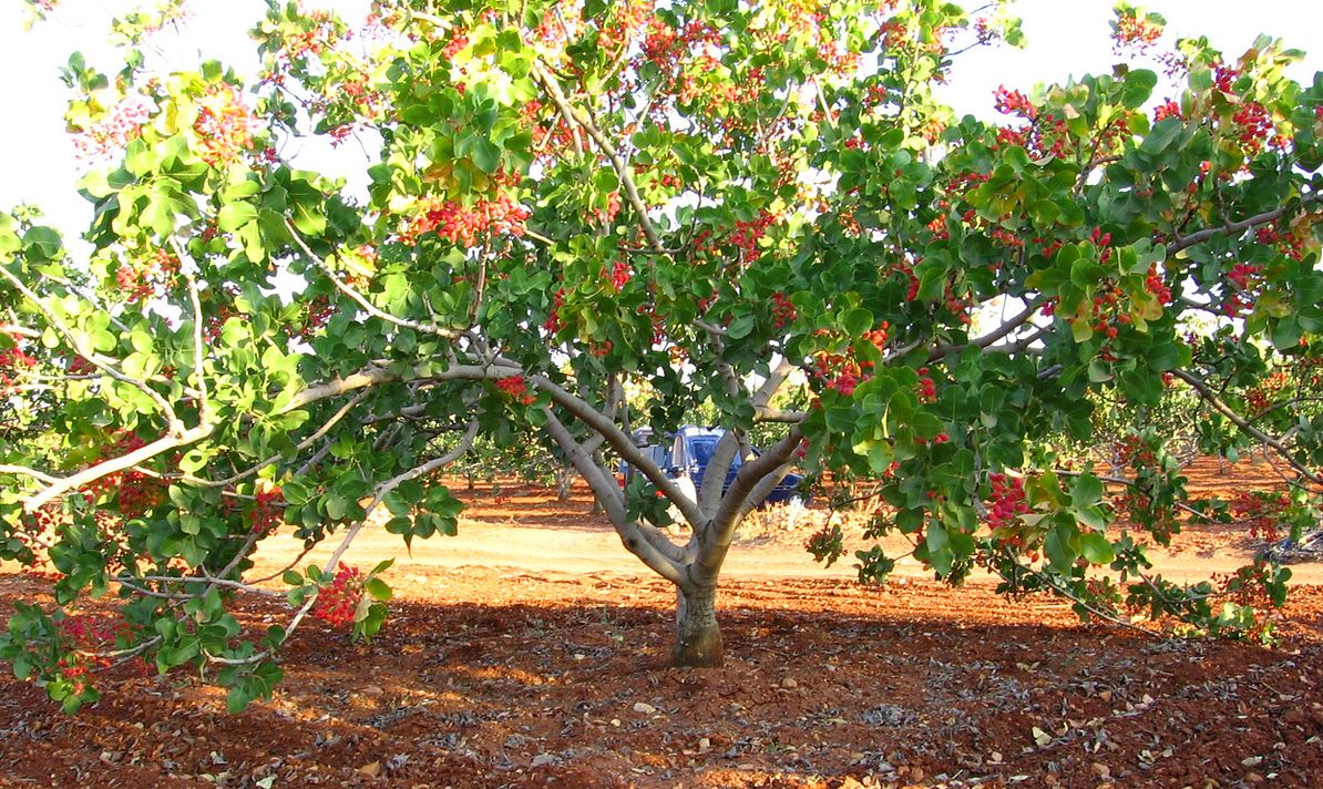 گوگرد مایع برای پسته 4 گوگرد مایع برای پسته