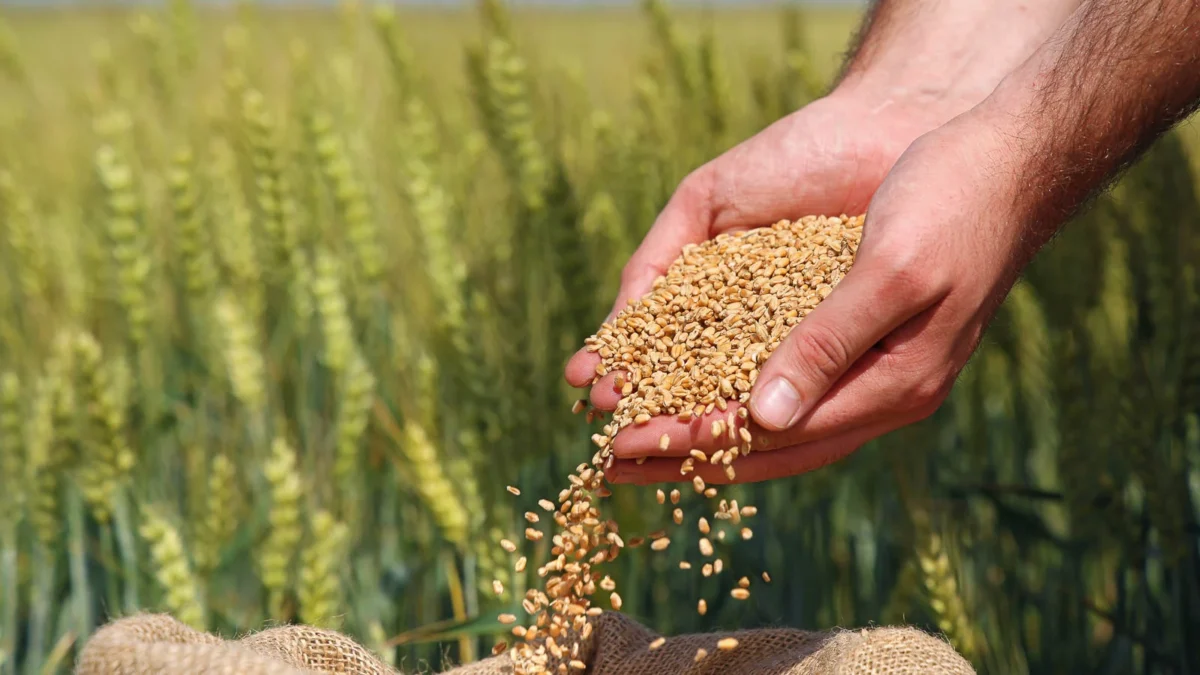 سولوپتاس برای گندم؛ در مراحل پنچه زنی تا خوشه دهی 4 سولوپتاس برای گندم