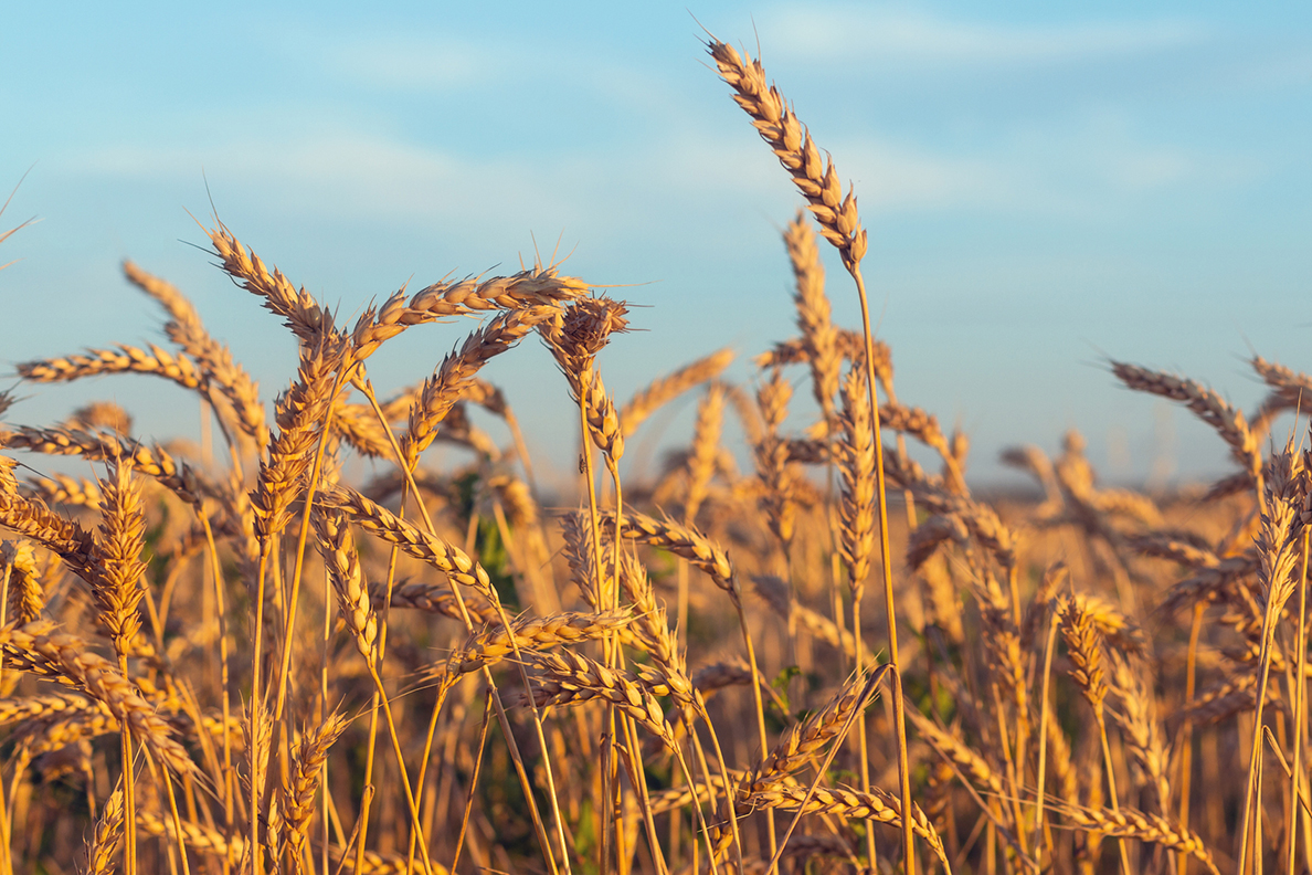 سولوپتاس برای گندم؛ در مراحل پنچه زنی تا خوشه دهی 2 سولوپتاس برای گندم
