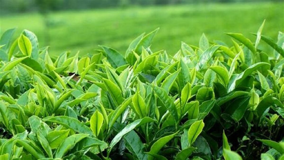 کود گوگرد برای چای | بهبود رنگ و کیفیت 2 گوگرد برای چای شمال