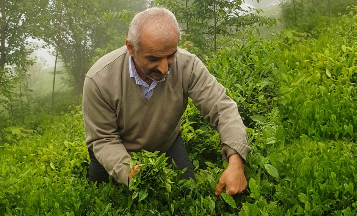 کود گوگرد برای چای | بهبود رنگ و کیفیت 3 گوگرد برای چای شمال