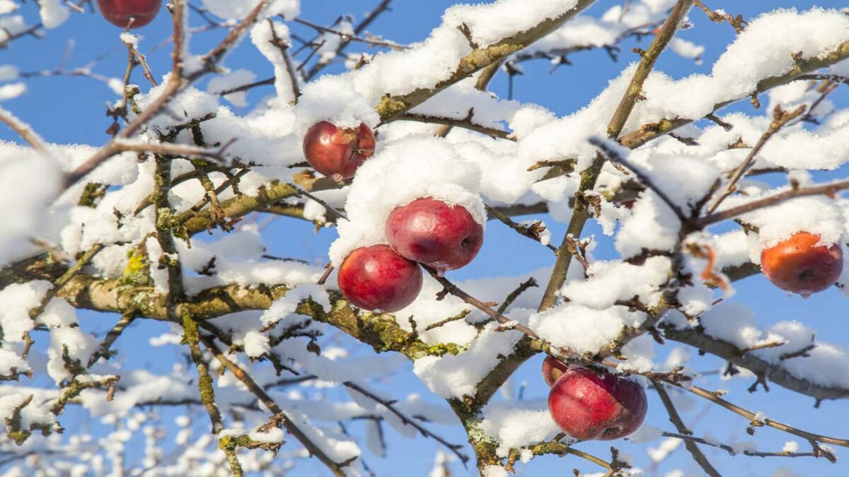 روش های جلوگیری از سرمازدگی مرکبات 3 روش های جلوگیری از سرمازدگی مرکبات