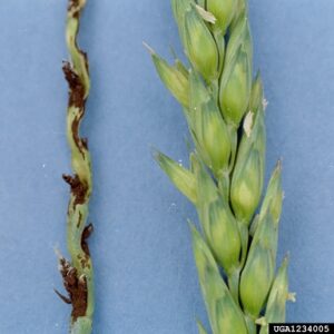 آشنایی با آفات و بیماری های گندم 9 Ustilago spp