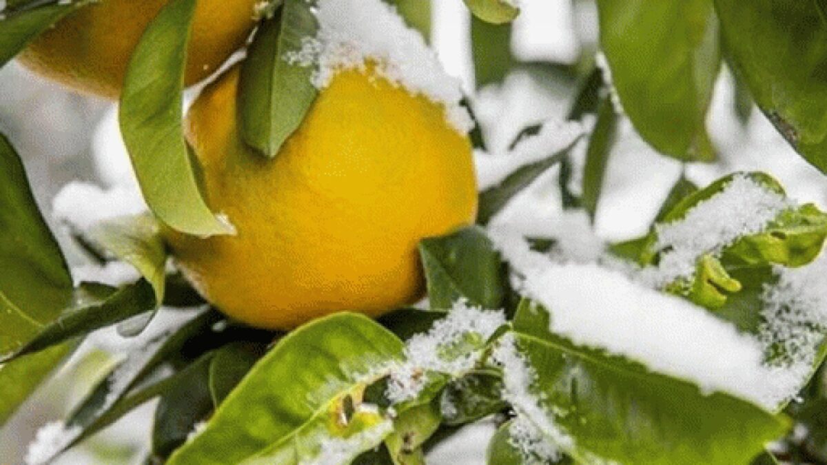 روش های جلوگیری از سرمازدگی مرکبات 4 روش های جلوگیری از سرمازدگی مرکبات