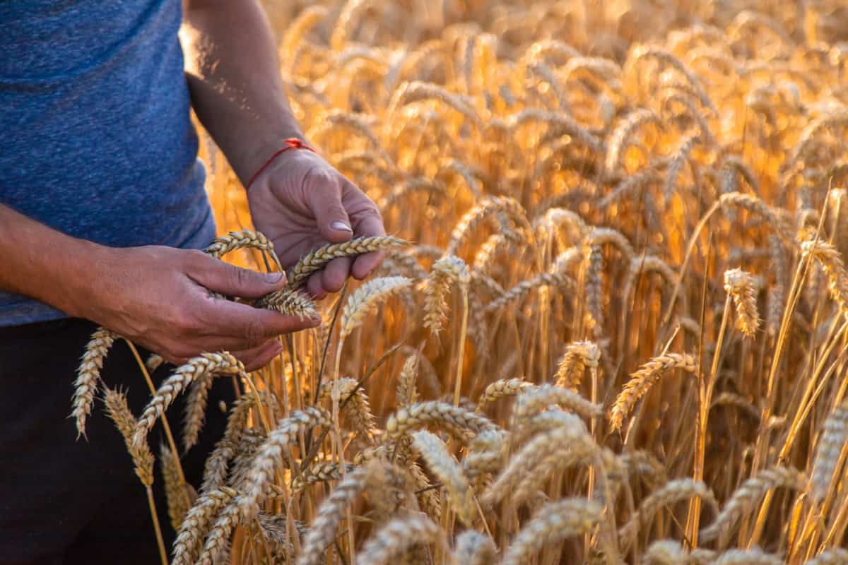 راهنمای کامل شخم زمین برای کشت گندم پاییزه 5 راهنمای کامل شخم زمین برای کشت گندم پاییزه